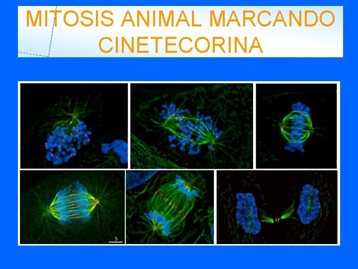 MITOSIS ANIMAL MARCANDO CINETECORINA 