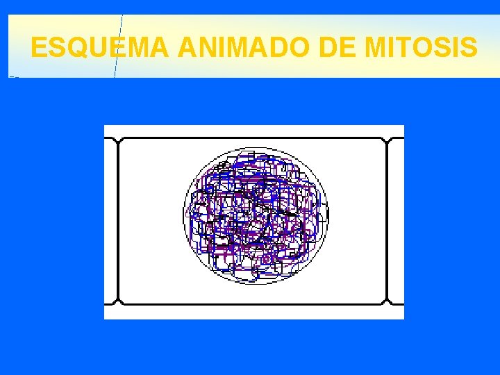 ESQUEMA ANIMADO DE MITOSIS 