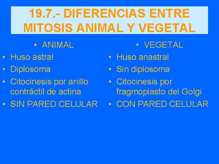 19. 7. - DIFERENCIAS ENTRE MITOSIS ANIMAL Y VEGETAL • • • ANIMAL Huso