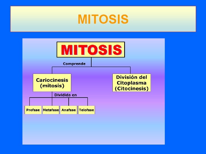 MITOSIS 