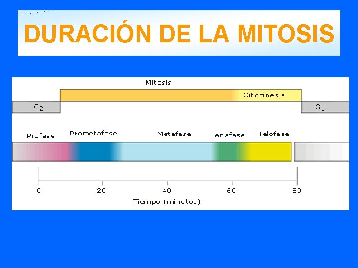 DURACIÓN DE LA MITOSIS 