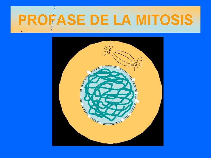 PROFASE DE LA MITOSIS 