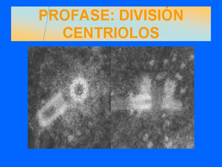 PROFASE: DIVISIÓN CENTRIOLOS 