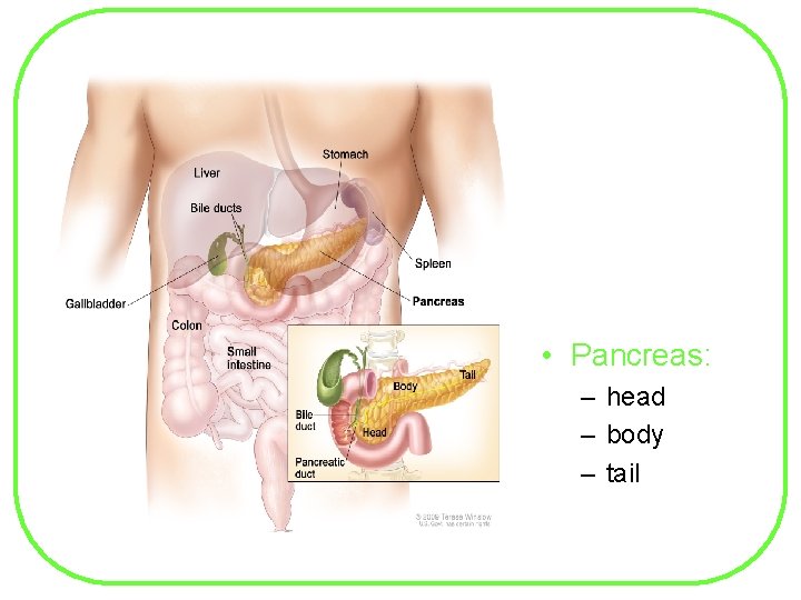  • Pancreas: – head – body – tail 