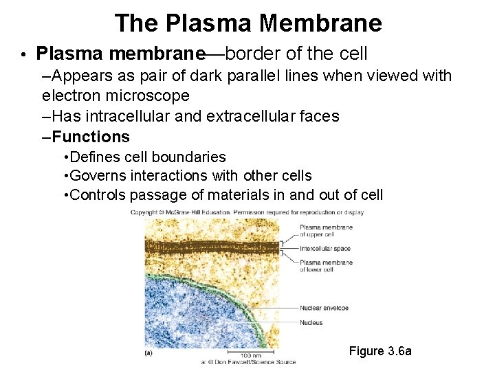 The Plasma Membrane • Plasma membrane—border of the cell –Appears as pair of dark