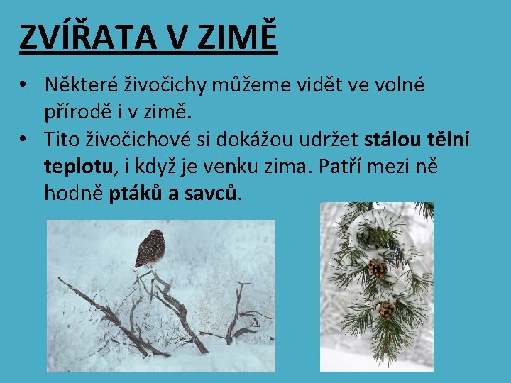 ZVÍŘATA V ZIMĚ • Některé živočichy můžeme vidět ve volné přírodě i v zimě.