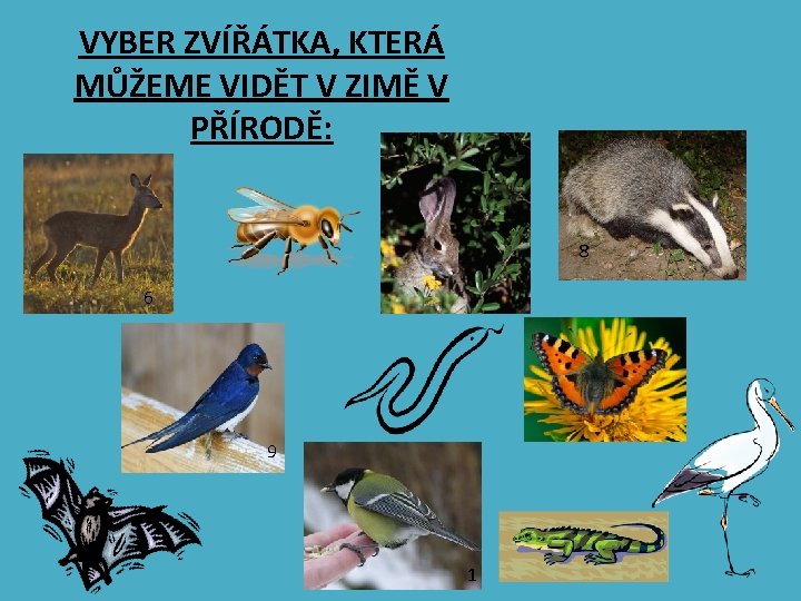 VYBER ZVÍŘÁTKA, KTERÁ MŮŽEME VIDĚT V ZIMĚ V PŘÍRODĚ: 8 6 9 1 