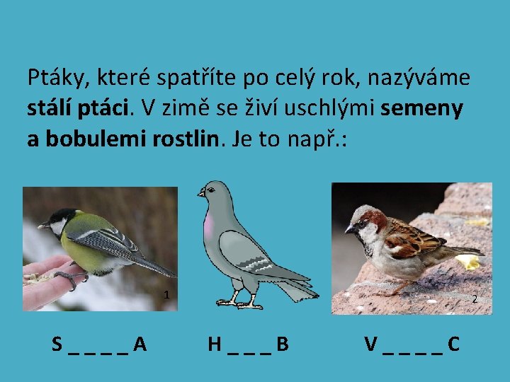 Ptáky, které spatříte po celý rok, nazýváme stálí ptáci. V zimě se živí uschlými