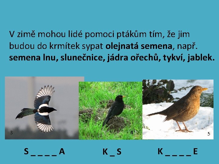 V zimě mohou lidé pomoci ptákům tím, že jim budou do krmítek sypat olejnatá