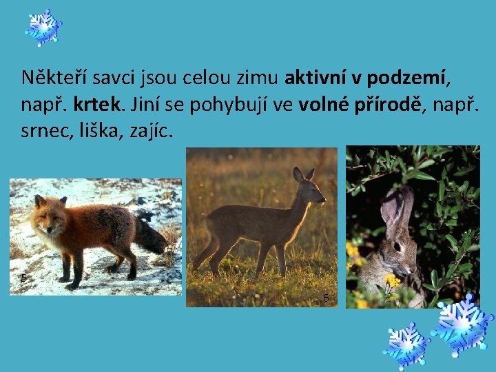 Někteří savci jsou celou zimu aktivní v podzemí, např. krtek. Jiní se pohybují ve