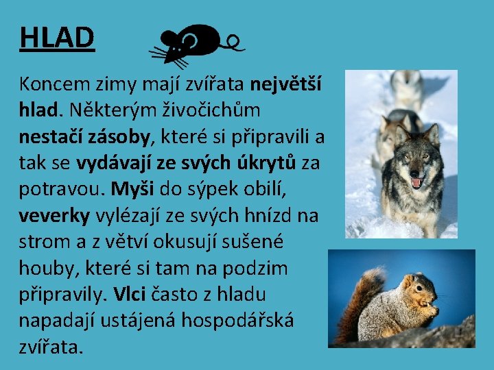 HLAD Koncem zimy mají zvířata největší hlad. Některým živočichům nestačí zásoby, které si připravili