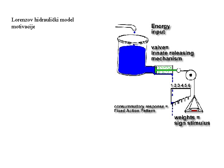 Lorenzov hidraulički model motivacije 