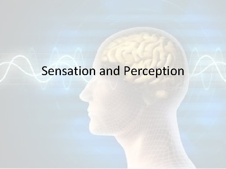 Sensation and Perception 