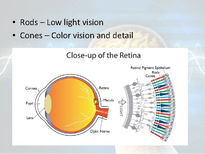  • Rods – Low light vision • Cones – Color vision and detail