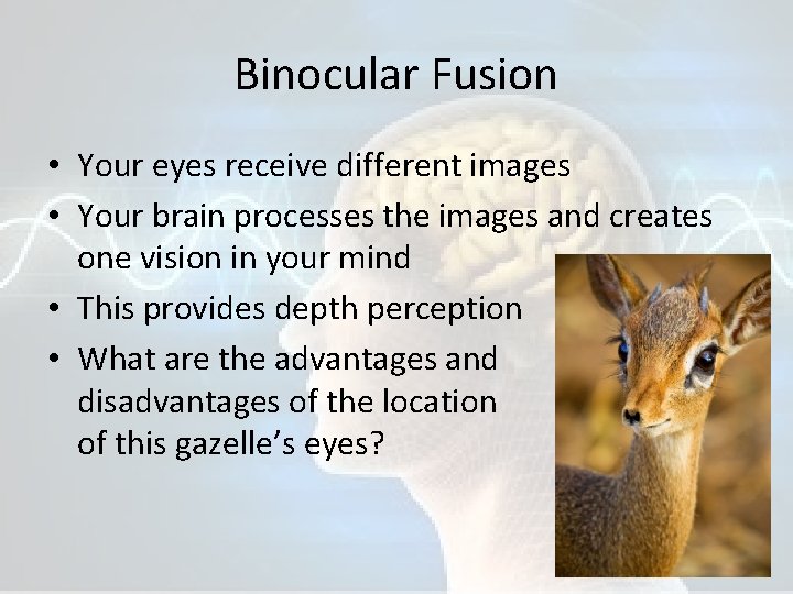 Binocular Fusion • Your eyes receive different images • Your brain processes the images