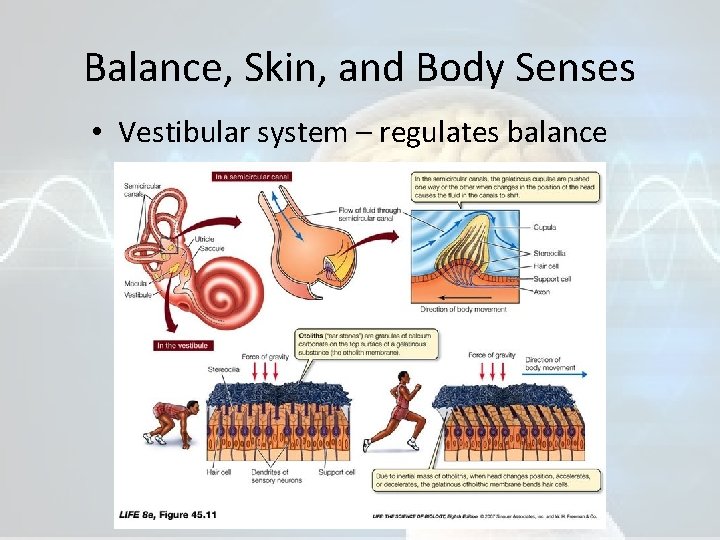 Balance, Skin, and Body Senses • Vestibular system – regulates balance 