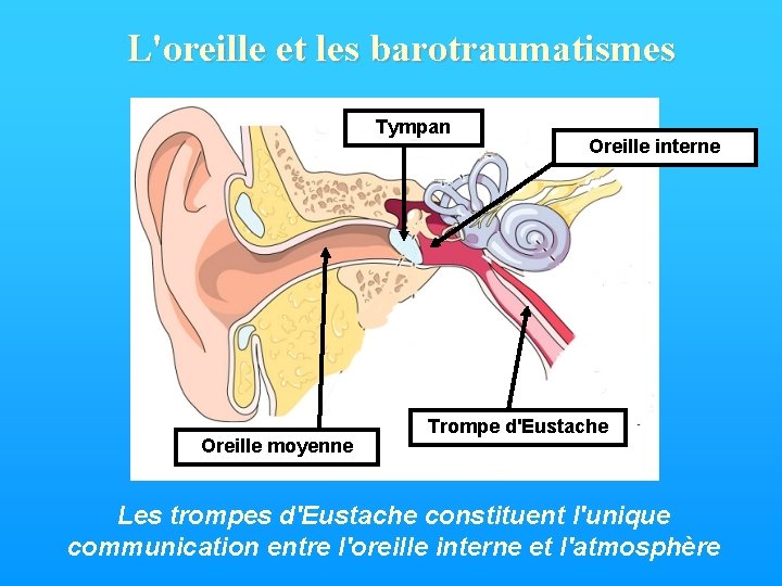 L'oreille et les barotraumatismes Tympan Oreille moyenne Oreille interne Trompe d'Eustache Les trompes d'Eustache