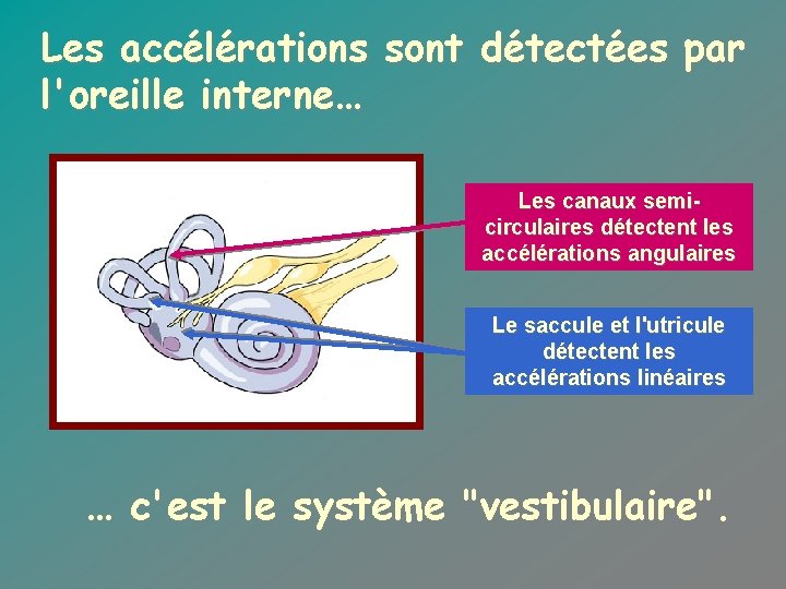 Les accélérations sont détectées par l'oreille interne… Les canaux semicirculaires détectent les accélérations angulaires