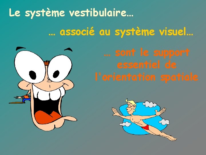 Le système vestibulaire… … associé au système visuel… … sont le support essentiel de
