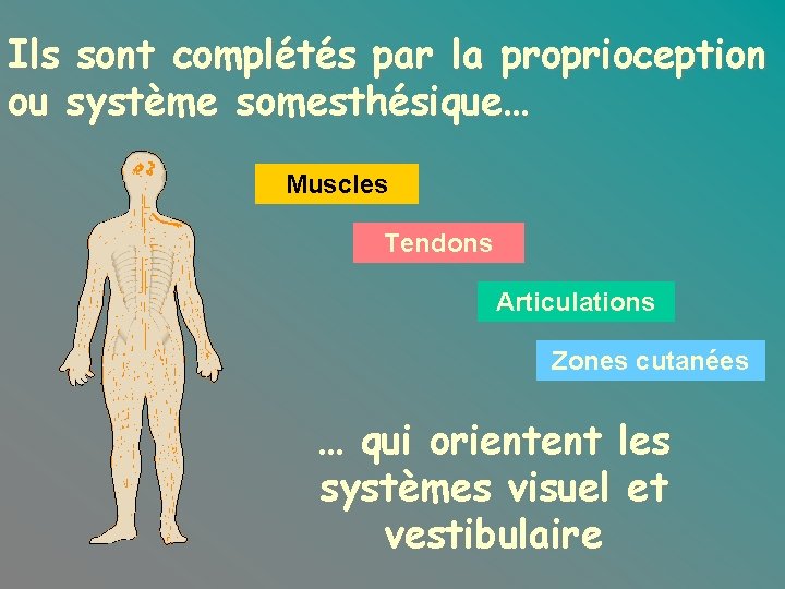 Ils sont complétés par la proprioception ou système somesthésique… Muscles Tendons Articulations Zones cutanées