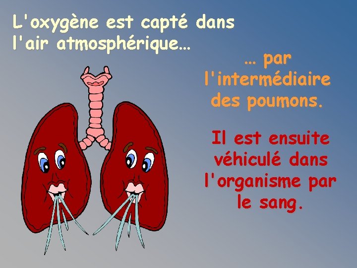 L'oxygène est capté dans l'air atmosphérique… … par l'intermédiaire des poumons. Il est ensuite