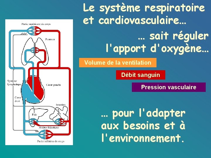 Le système respiratoire et cardiovasculaire… … sait réguler l'apport d'oxygène… Volume de la ventilation
