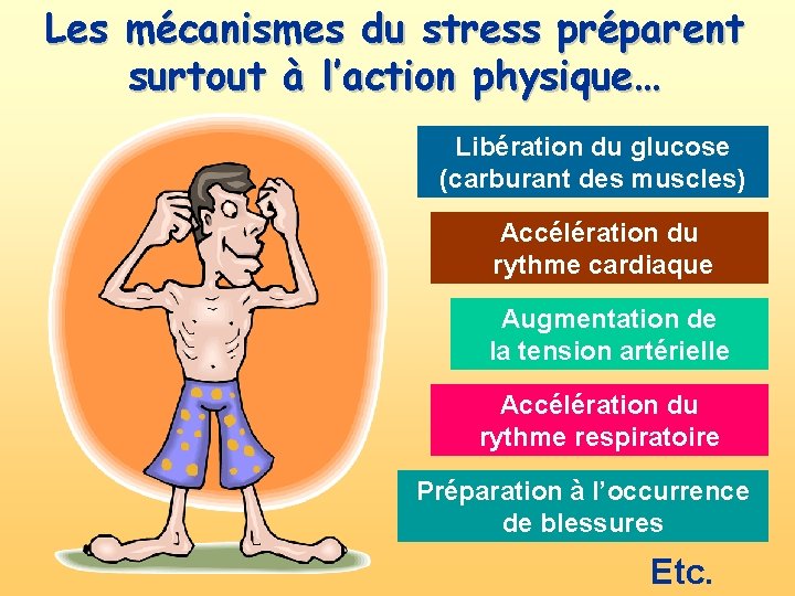 Les mécanismes du stress préparent surtout à l’action physique… Libération du glucose (carburant des