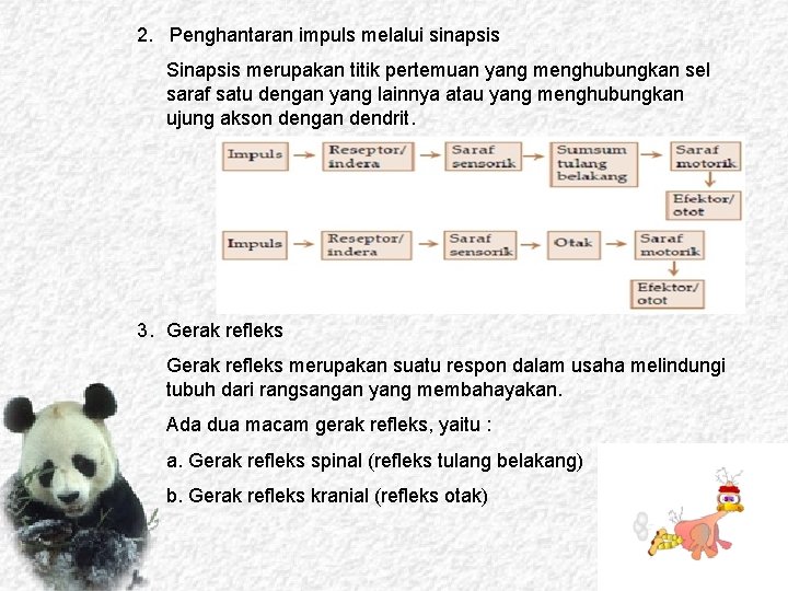 2. Penghantaran impuls melalui sinapsis Sinapsis merupakan titik pertemuan yang menghubungkan sel saraf satu