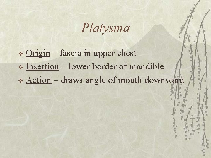 Platysma Origin – fascia in upper chest v Insertion – lower border of mandible