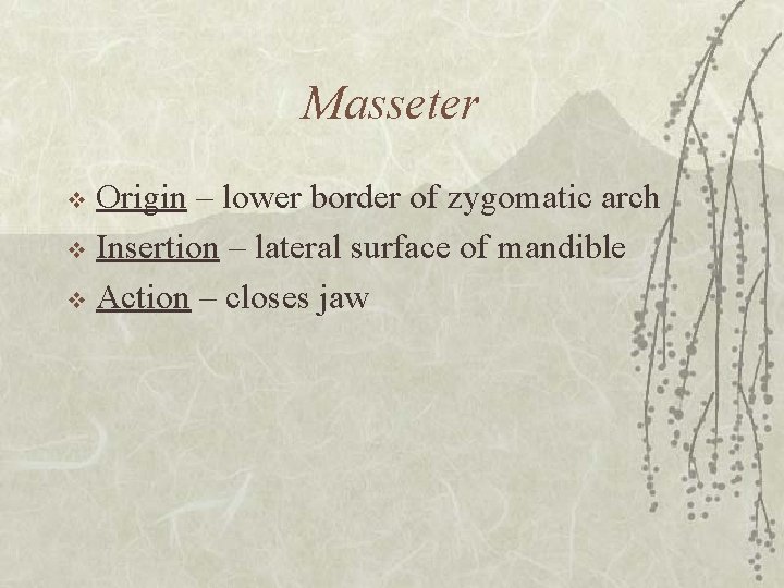 Masseter Origin – lower border of zygomatic arch v Insertion – lateral surface of