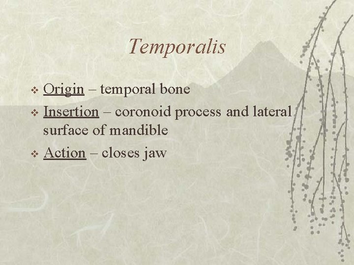 Temporalis Origin – temporal bone v Insertion – coronoid process and lateral surface of
