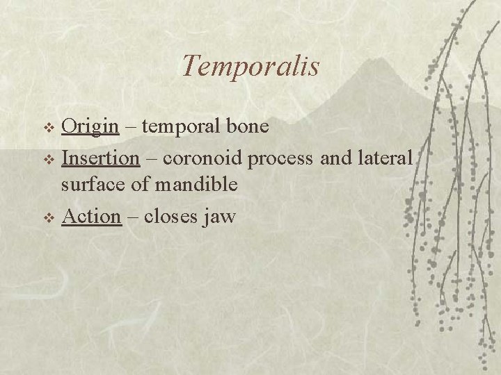 Temporalis Origin – temporal bone v Insertion – coronoid process and lateral surface of