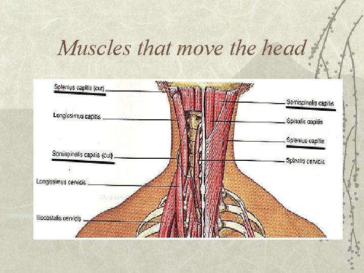 Muscles that move the head 