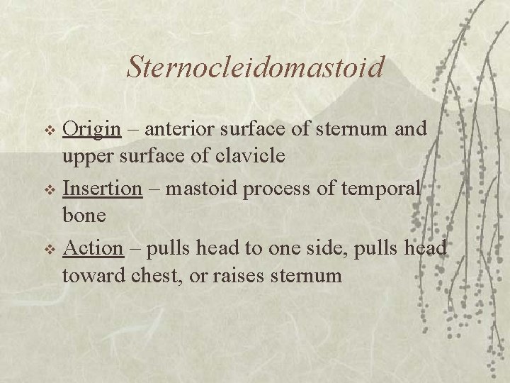 Sternocleidomastoid Origin – anterior surface of sternum and upper surface of clavicle v Insertion