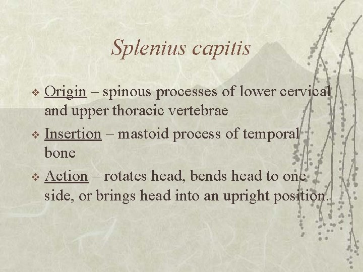 Splenius capitis Origin – spinous processes of lower cervical and upper thoracic vertebrae v