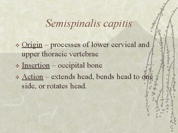 Semispinalis capitis Origin – processes of lower cervical and upper thoracic vertebrae v Insertion