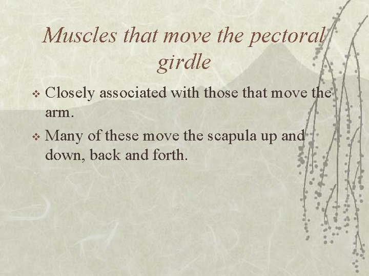 Muscles that move the pectoral girdle Closely associated with those that move the arm.