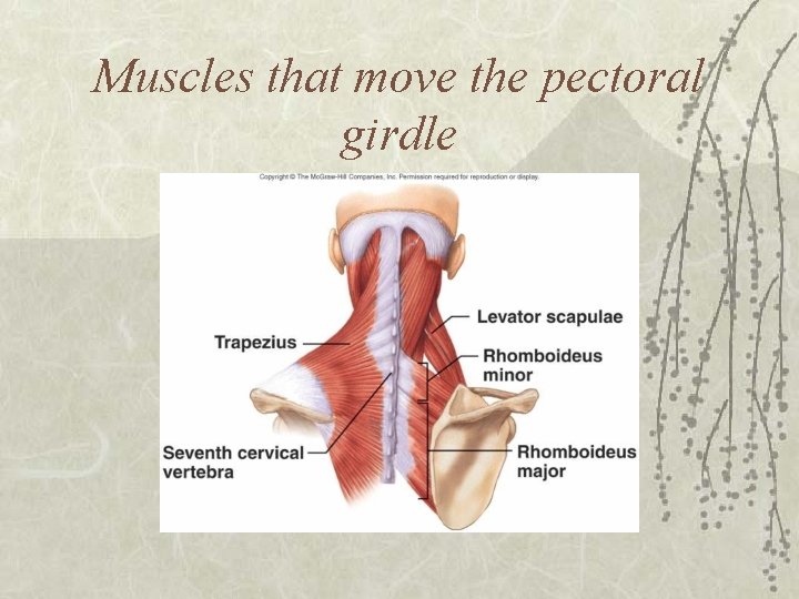 Muscles that move the pectoral girdle 