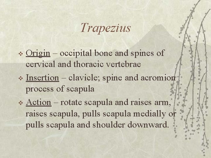 Trapezius Origin – occipital bone and spines of cervical and thoracic vertebrae v Insertion