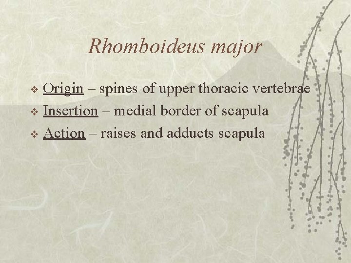 Rhomboideus major Origin – spines of upper thoracic vertebrae v Insertion – medial border