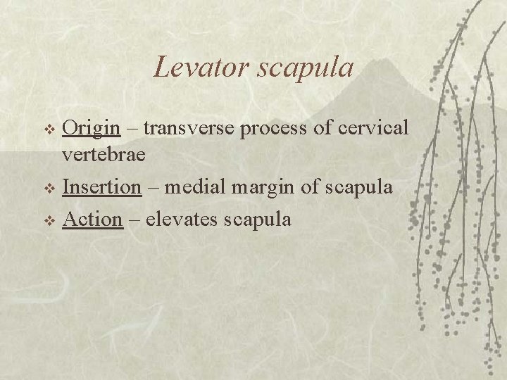 Levator scapula Origin – transverse process of cervical vertebrae v Insertion – medial margin