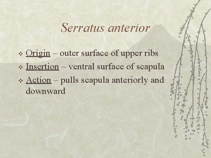 Serratus anterior Origin – outer surface of upper ribs v Insertion – ventral surface