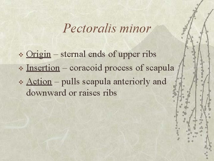 Pectoralis minor Origin – sternal ends of upper ribs v Insertion – coracoid process