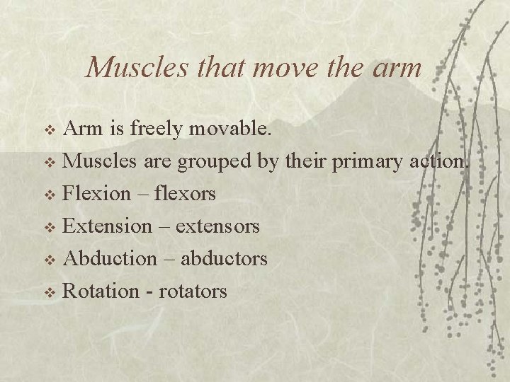 Muscles that move the arm Arm is freely movable. v Muscles are grouped by