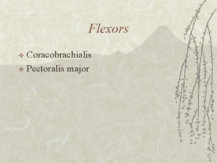 Flexors Coracobrachialis v Pectoralis major v 