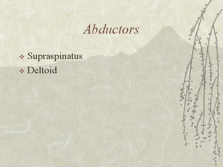 Abductors Supraspinatus v Deltoid v 