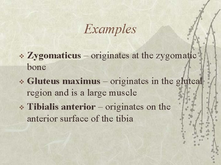 Examples Zygomaticus – originates at the zygomatic bone v Gluteus maximus – originates in