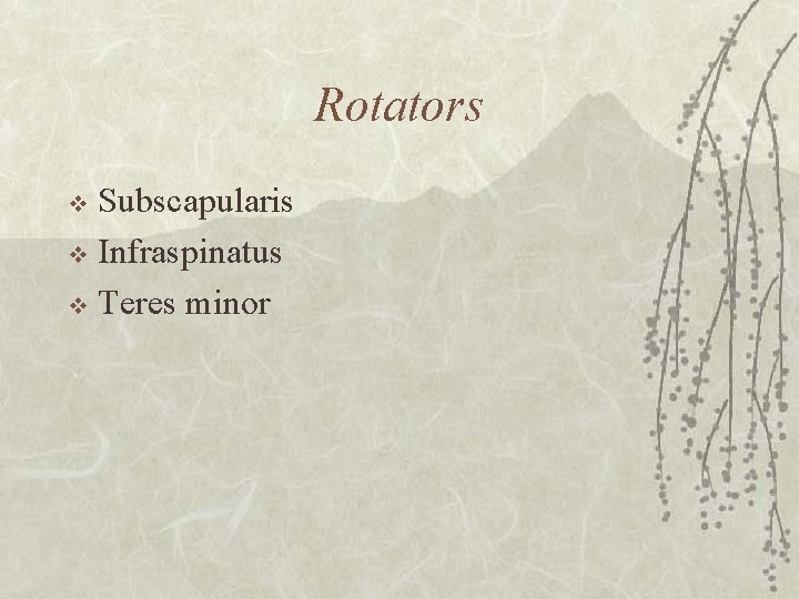 Rotators Subscapularis v Infraspinatus v Teres minor v 