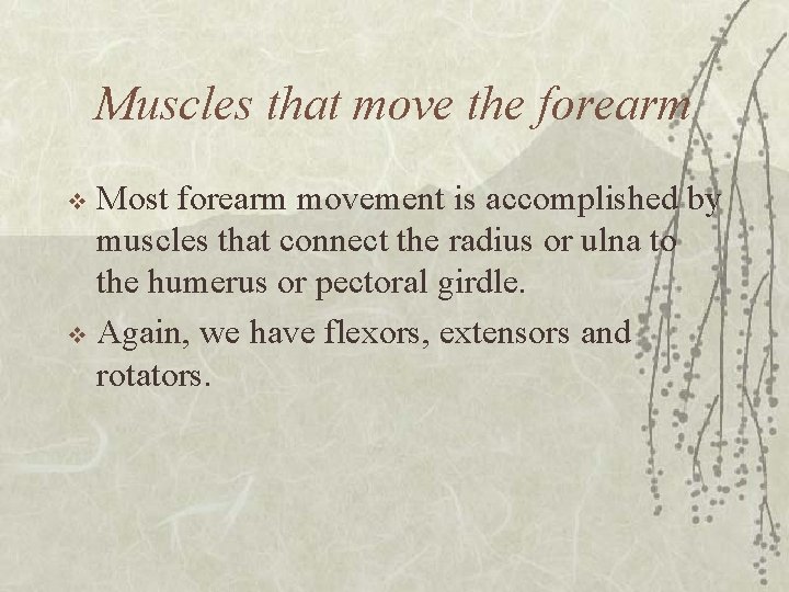 Muscles that move the forearm Most forearm movement is accomplished by muscles that connect