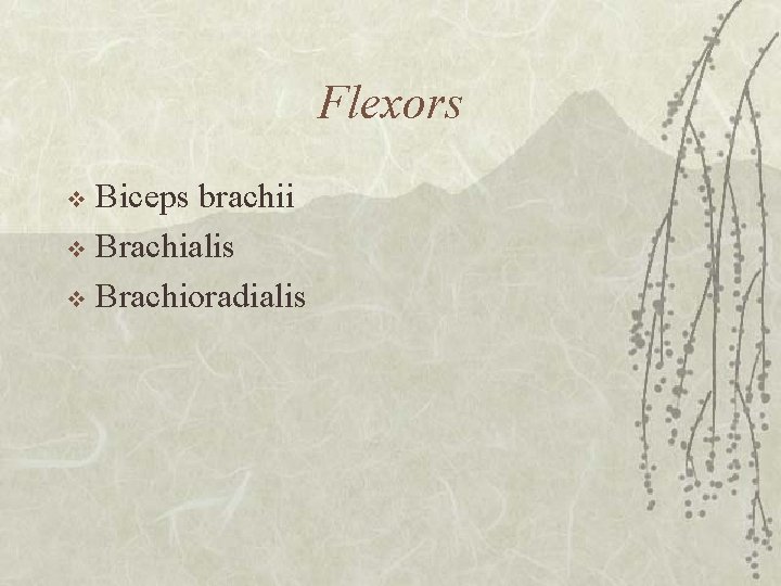 Flexors Biceps brachii v Brachialis v Brachioradialis v 